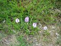 orchidee paars (7)